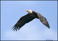 _0SB9738 american bald eagle